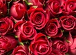 Rosen